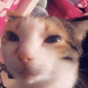 Meet your Posher, Brillieanna